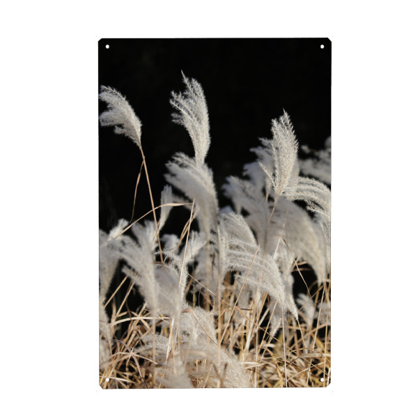 Metall Poster "Federgras Naturfarben Sommer" artboxONE - Natur,Floral,Abstrakt