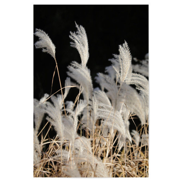 Poster "Federgras Naturfarben Sommer" artboxONE - Natur,Floral,Abstrakt