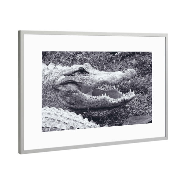 Poster mit Rahmen Silber "Alligatorportrait" artboxONE - Natur,Reise,Tiere,Schwarzweiß,Reise / Länder