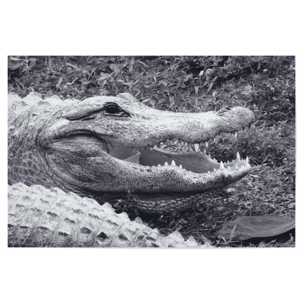 Poster 30x20 cm "Alligatorportrait" artboxONE - Natur,Reise,Tiere,Schwarzweiß,Reise / Länder