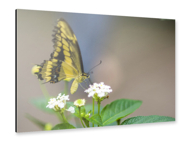 Alu-Dibond "Schmetterling in der freien Luft" 30x20 cm artboxONE