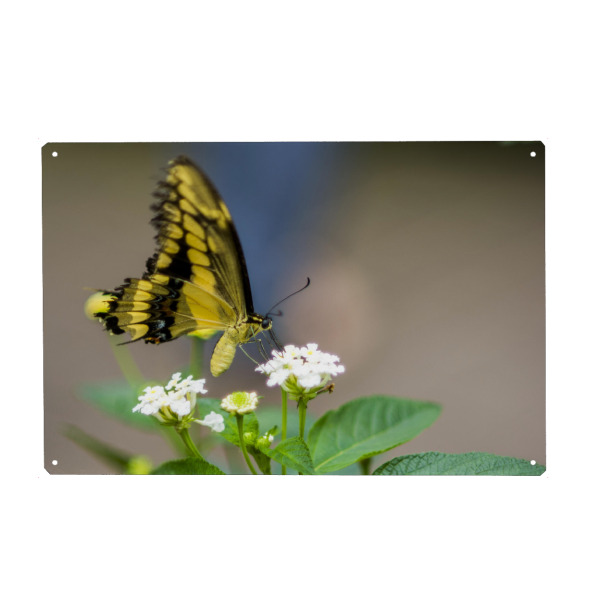 Holzbild "Schmetterling in der freien Luft" artboxONE - Floral,Tiere - Schmetterling,Nature,Freiheit