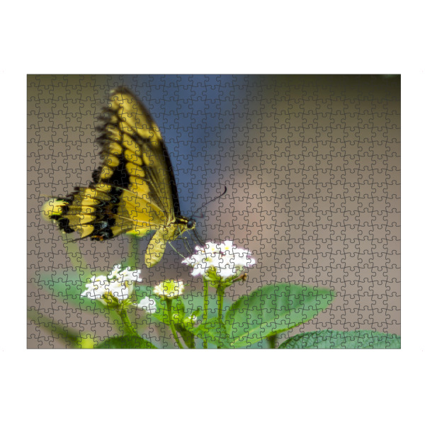 artboxONE Puzzle "Schmetterling in der freien Luft" artboxONE - Floral,Tiere - Schmetterling,Nature,Freiheit - Bild schmetterling