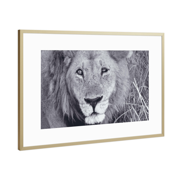 Poster mit Rahmen Gold "Löwenkater" artboxONE - Natur,Reise,Tiere,Schwarzweiß,Reise / Afrika