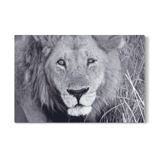 Galerie-Print "Löwenkater" 30x20 cm artboxONE