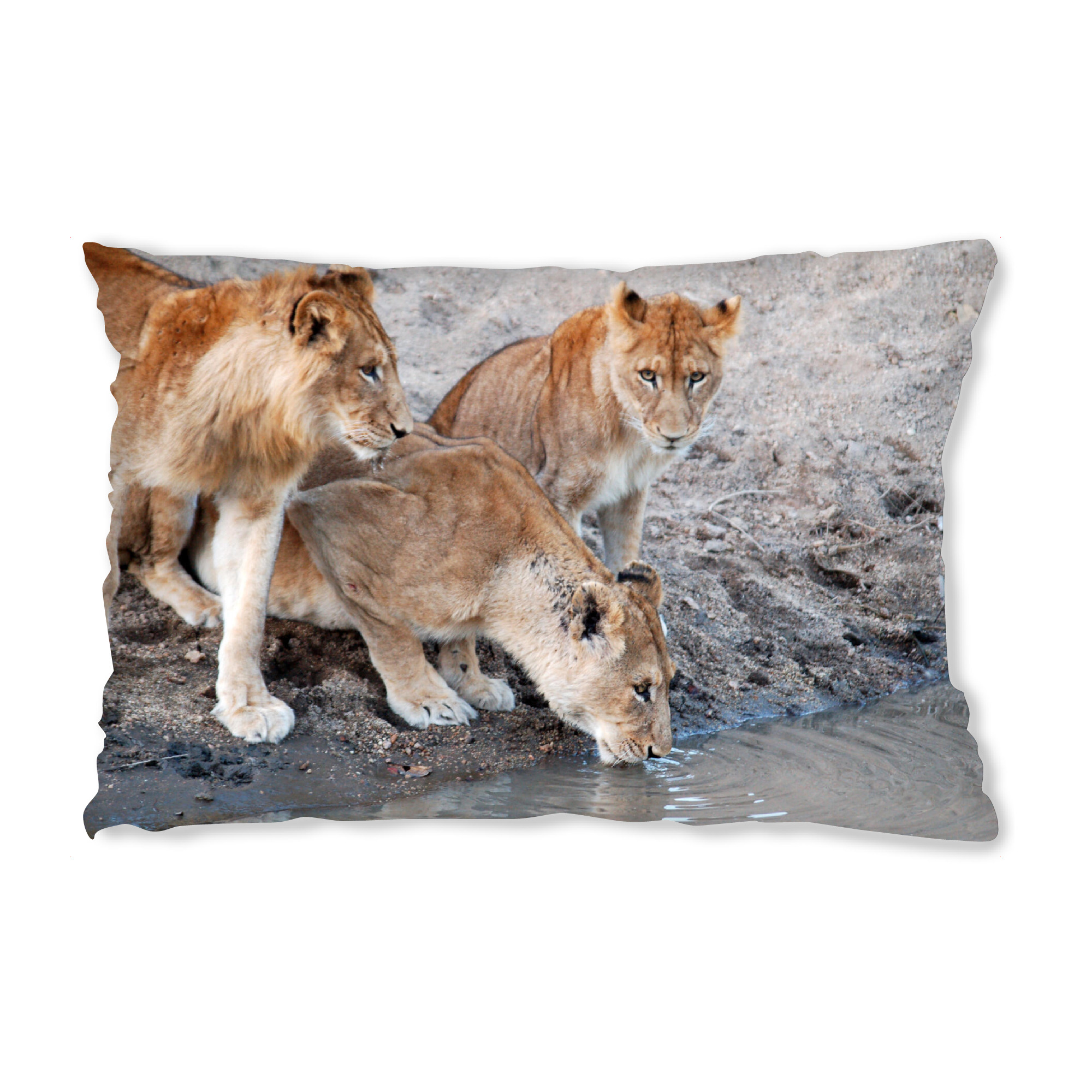 Design-Kissen "Löwen am Wasserloch" artboxONE - Natur,Reise,Tiere,Reise / Afrika,Reise / Länder