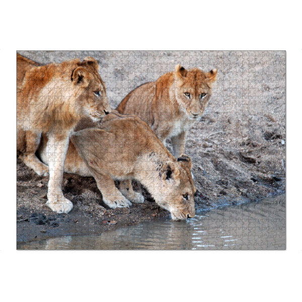 Puzzle Ravensburger "Löwen am Wasserloch" artboxONE - Natur,Reise,Tiere,Reise / Afrika,Reise / Länder