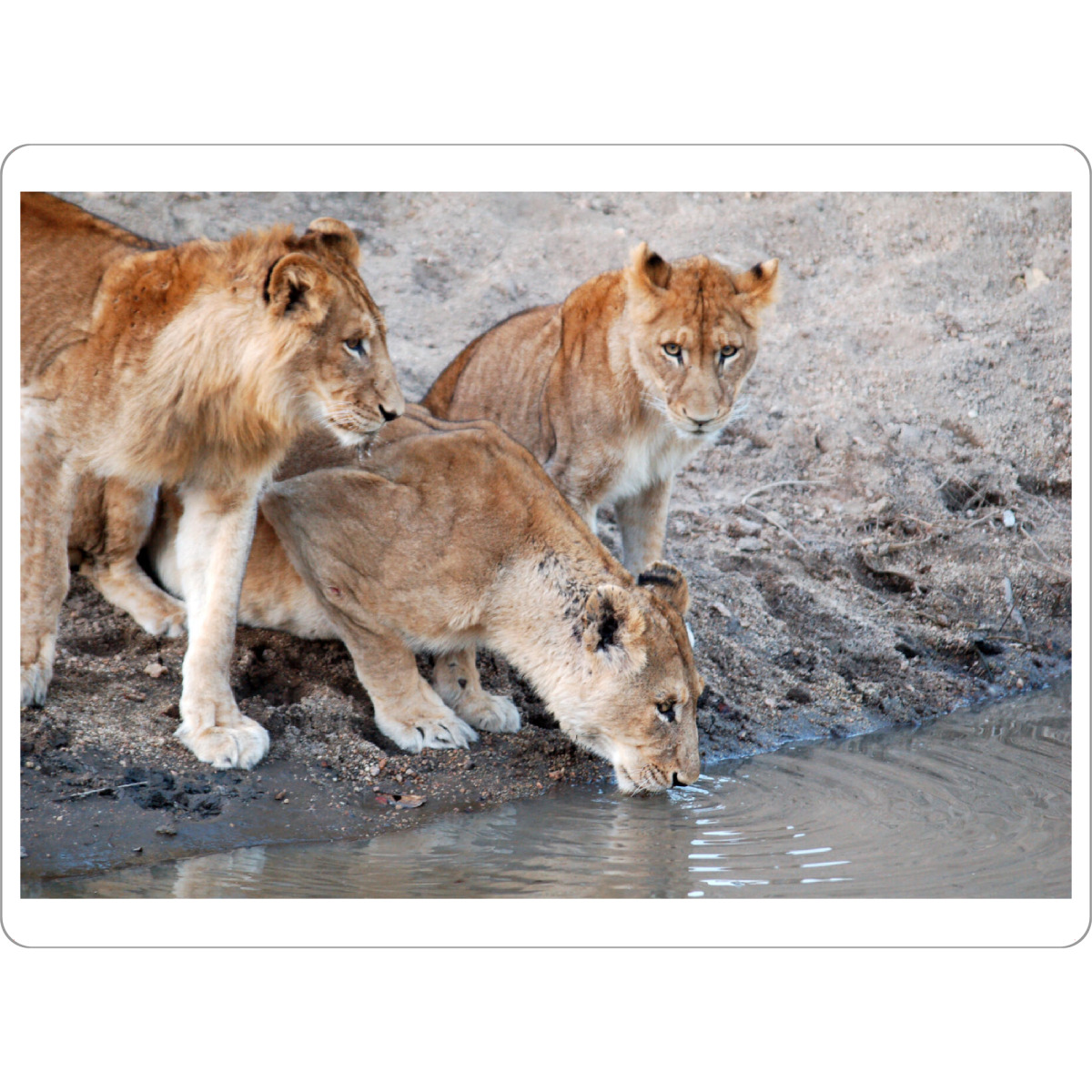 Tischset "Löwen am Wasserloch" artboxONE - Natur,Reise,Tiere,Reise / Afrika,Reise / Länder