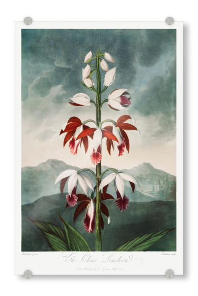 Acrylglasbild "Thornton - Chinesischer Limodoron" artboxONE - Natur,Floral - Blüte,Natur,Museum,Flora,Botanik,Blume,Pflanze,Gloy