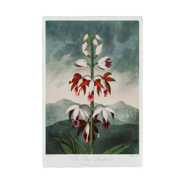 Metall Poster "Thornton - Chinesischer Limodoron" artboxONE - Natur,Floral - Blüte,Natur,Museum,Flora,Botanik,Blume,Pflanze,Gloy - Blechschild