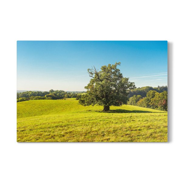 Galerie-Print "Baum auf einer Koppel" 30x20 cm artboxONE