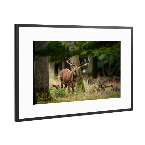 Poster mit Rahmen Schwarz (Metallic) "Im Walde ruft der Hirsch" artboxONE - Natur,Tiere - Hirsch,Brunft,Hirsche,Rothirsch,Rotwild,Wild,Wildtiere,Wald