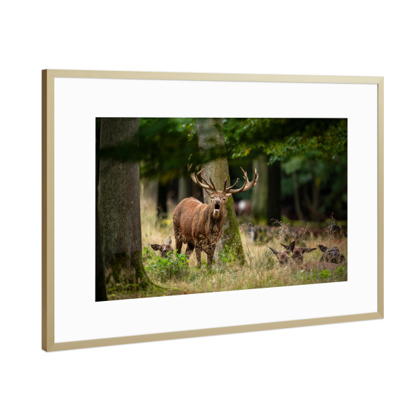 Poster mit Rahmen Gold "Im Walde ruft der Hirsch" artboxONE - Natur,Tiere - Hirsch,Brunft,Hirsche,Rothirsch,Rotwild,Wild,Wildtiere,Wald