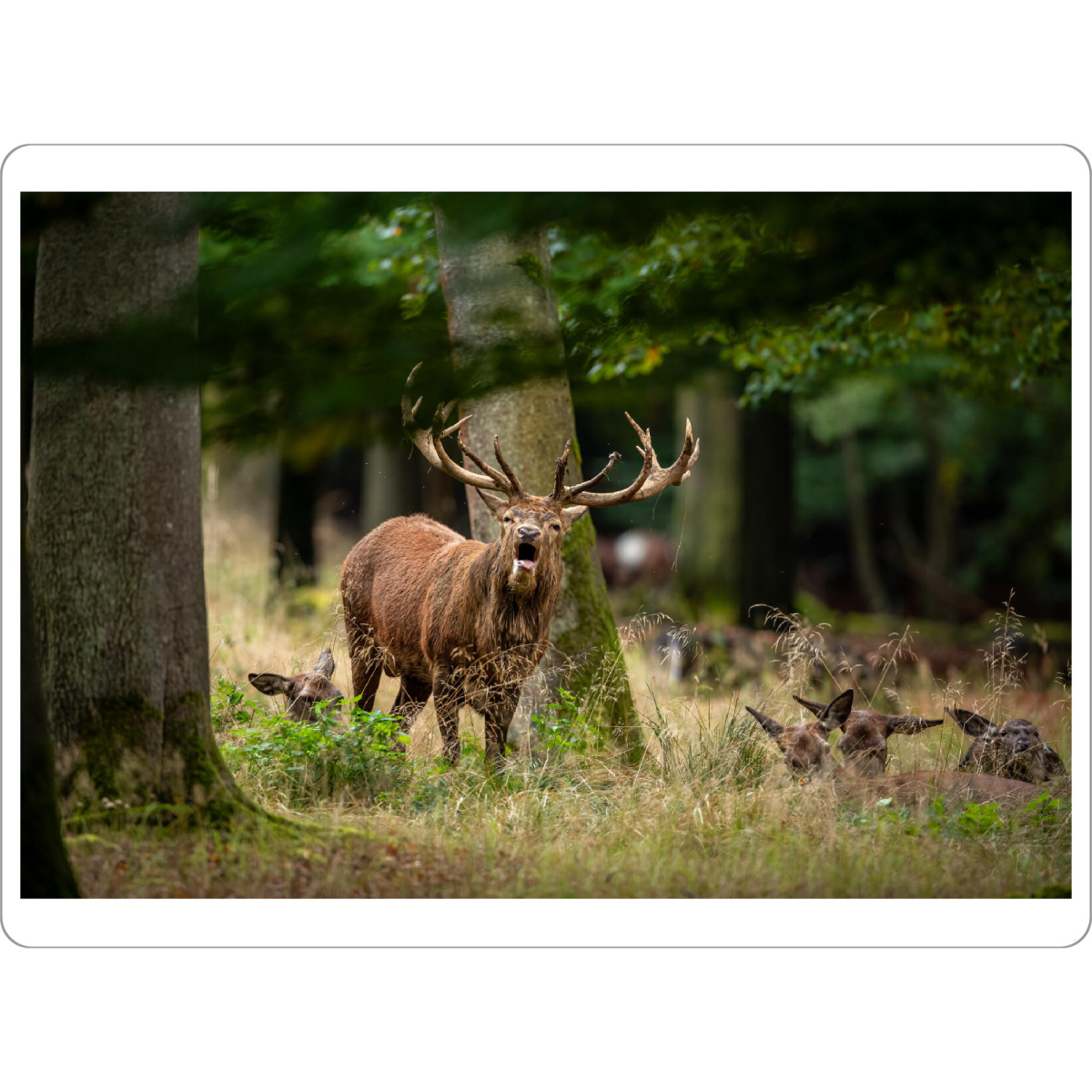 Tischset "Im Walde ruft der Hirsch" artboxONE - Natur,Tiere - Hirsch,Brunft,Hirsche,Rothirsch,Rotwild,Wild,Wildtiere,Wald - Bild hirsch