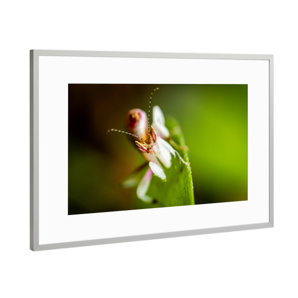 Poster mit Rahmen Silber "Der Blick der Orchideenmantis" artboxONE - Natur,Tiere