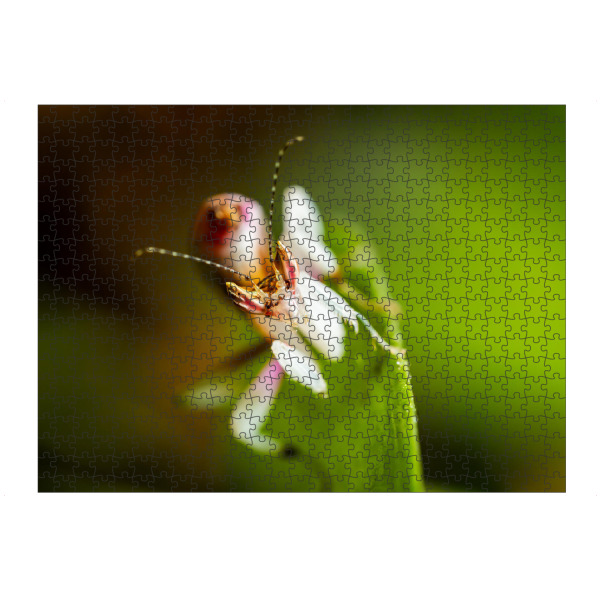 Puzzle Ravensburger "Der Blick der Orchideenmantis" artboxONE - Natur,Tiere