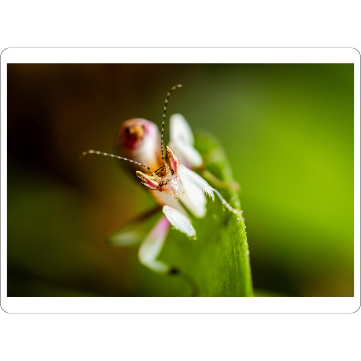 Tischset "Der Blick der Orchideenmantis" artboxONE - Natur,Tiere - Gottesanbeterin,Mantis,Insekt,Insekten,Orchideenmantis,Blütenmantis,Fangschrecken