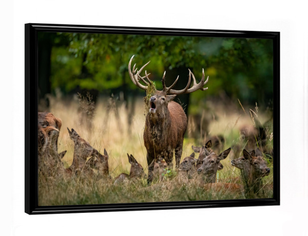 Poster mit schwarzem Rahmen "Der König und seine Krone" artboxONE - Natur,Tiere - Hirsch,Brunft,Hirsche,Rothirsch,Rotwild,Wild,Wildtiere,Wald