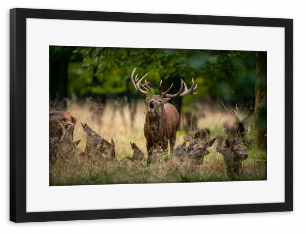 Poster mit Rahmen schwarz "Der König und seine Krone" artboxONE - Natur,Tiere - Hirsch,Brunft,Hirsche,Rothirsch,Rotwild,Wild,Wildtiere,Wald