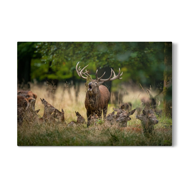 Galerie-Print "Der König und seine Krone" 30x20 cm artboxONE