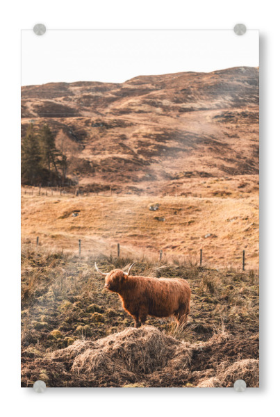 Acrylglasbild "Standing and watching" artboxONE - Natur,Reise,Tiere,Reise / Länder