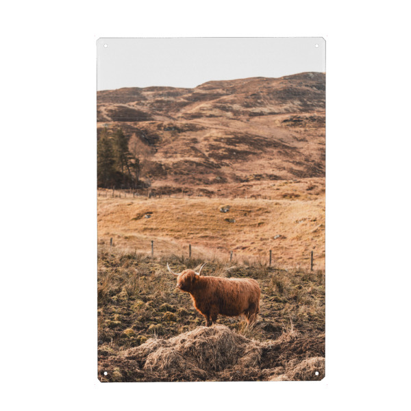 Metall Poster "Standing and watching" artboxONE - Natur,Reise,Tiere,Reise / Länder