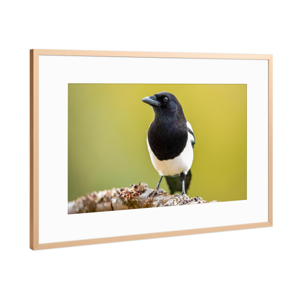Poster mit Rahmen Kupfer "Wilde Elster" artboxONE - Natur,Tiere - Elster,Vogel,Wildlife,Natur,Garten,Vögel,Gartenvogel,Tiere,Vogelporträt