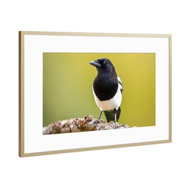 Poster mit Rahmen Gold "Wilde Elster" artboxONE - Natur,Tiere - Elster,Vogel,Wildlife,Natur,Garten,Vögel,Gartenvogel,Tiere,Vogelporträt