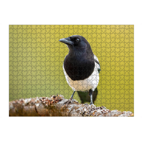 Puzzle Ravensburger "Wilde Elster" artboxONE - Natur,Tiere - Elster,Vogel,Wildlife,Natur,Garten,Vögel,Gartenvogel,Tiere,Vogelporträt - Bild elster