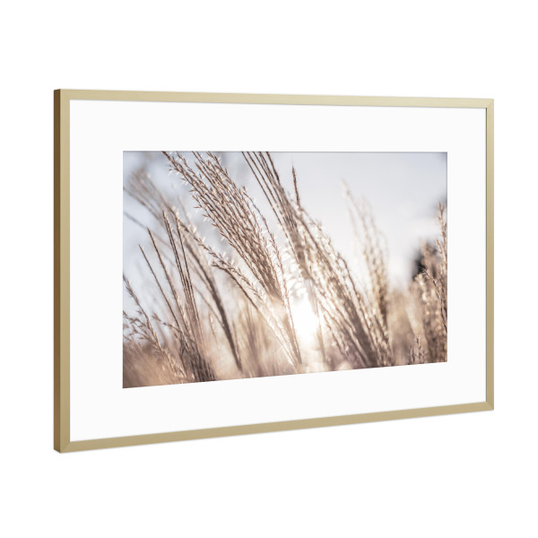 Poster mit Rahmen Gold "Goldenes Gräsermeer" artboxONE - Natur