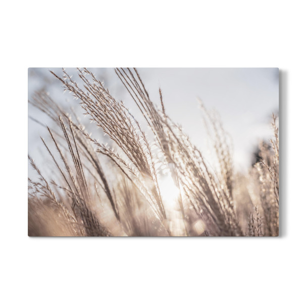 Galerie-Print "Goldenes Gräsermeer" 30x20 cm artboxONE