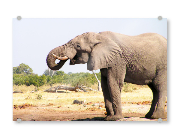 Acrylglasbild "Elefantenbulle am Wasserloch" artboxONE - Natur,Reise,Tiere,Reise / Afrika,Reise / Länder
