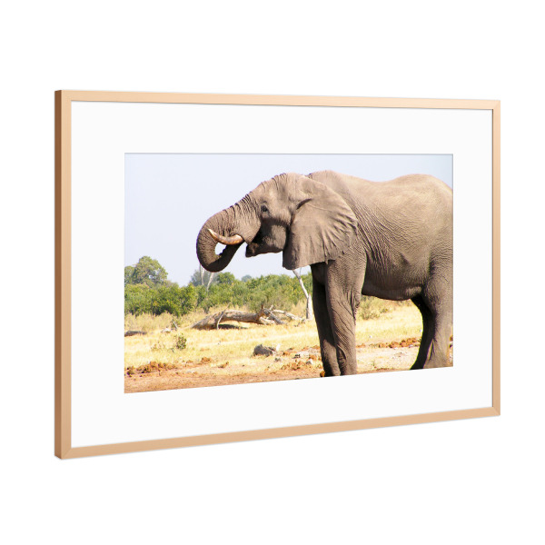 Poster mit Rahmen Kupfer "Elefantenbulle am Wasserloch" artboxONE - Natur,Reise,Tiere,Reise / Afrika,Reise / Länder