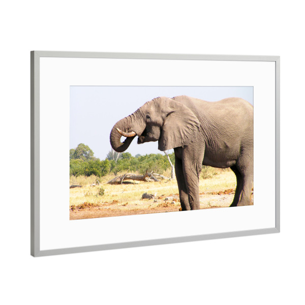 Poster mit Rahmen Silber "Elefantenbulle am Wasserloch" artboxONE - Natur,Reise,Tiere,Reise / Afrika,Reise / Länder