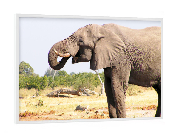 Poster mit weißem Rahmen "Elefantenbulle am Wasserloch" artboxONE - Natur,Reise,Tiere,Reise / Afrika,Reise / Länder