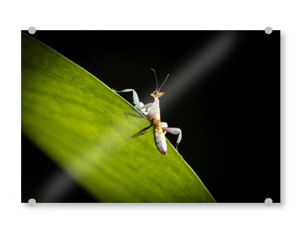 Acrylglasbild "Orchideenmantis auf einem Blatt" artboxONE - Tiere - Gottesanbeterin,Mantis,Insekt,Insekten,Orchideenmantis,Blütenmantis,Fangschrecken
