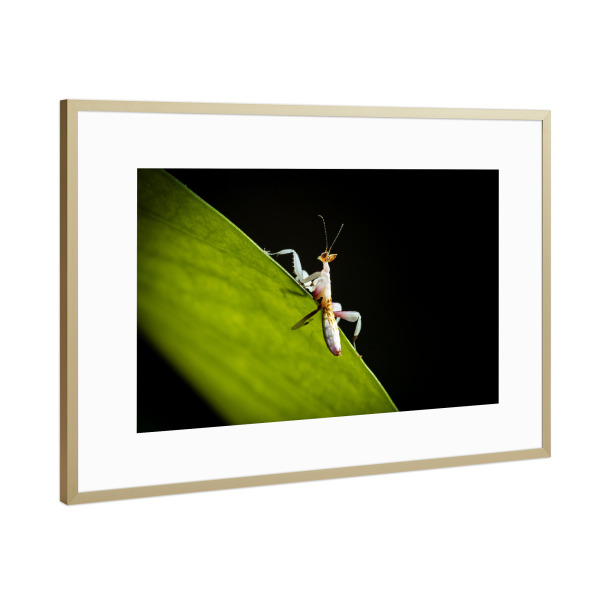 Poster mit Rahmen Gold "Orchideenmantis auf einem Blatt" artboxONE - Tiere