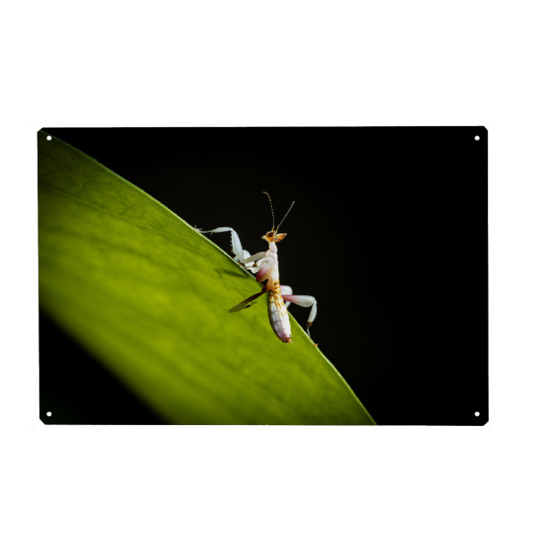 Metall Poster "Orchideenmantis auf einem Blatt" artboxONE - Tiere - Gottesanbeterin,Mantis,Insekt,Insekten,Orchideenmantis,Blütenmantis,Fangschrecken
