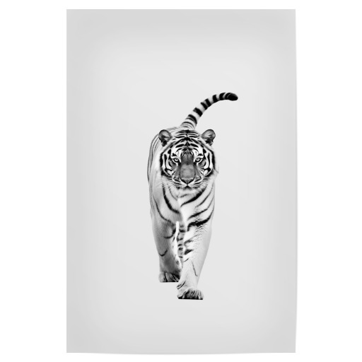 Tiger-Minimalist