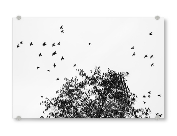 Acrylglasbild "Familien Baum" artboxONE - Natur,Tiere,Schwarzweiß - Bodensee,Baum,Vögel,Stare,Flug,Kolonie,Schwarz,Weiß,S/w
