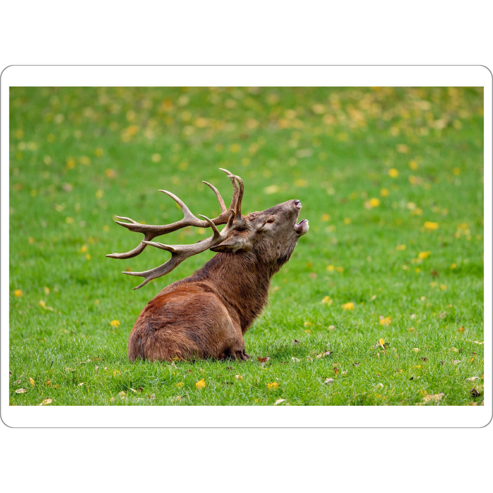 Tischset "Ein Hirsch auf einer Wiese" artboxONE - Natur,Tiere - Hirsch,Brunft,Hirsche,Rothirsch,Rotwild,Wild,Wildtiere,Wald - Bild hirsch