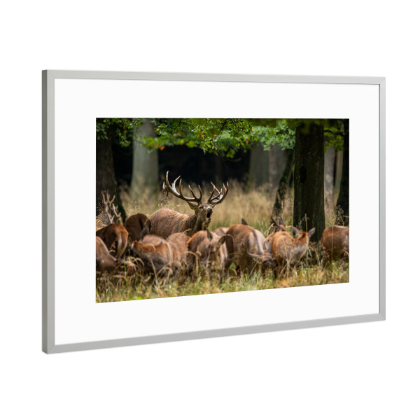 Poster mit Rahmen Silber "Rothirsche im Wald bei der Brunft" artboxONE - Natur,Tiere - Hirsch,Brunft,Hirsche,Rothirsch,Rotwild,Wild,Wildtiere,Wald