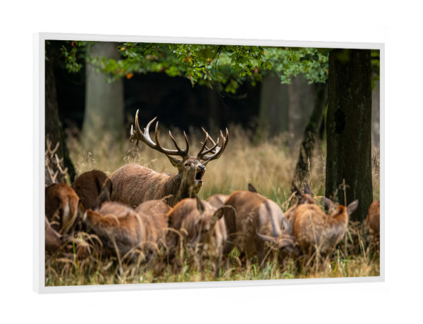 Poster mit weißem Rahmen "Rothirsche im Wald bei der Brunft" artboxONE - Natur,Tiere - Hirsch,Brunft,Hirsche,Rothirsch,Rotwild,Wild,Wildtiere,Wald