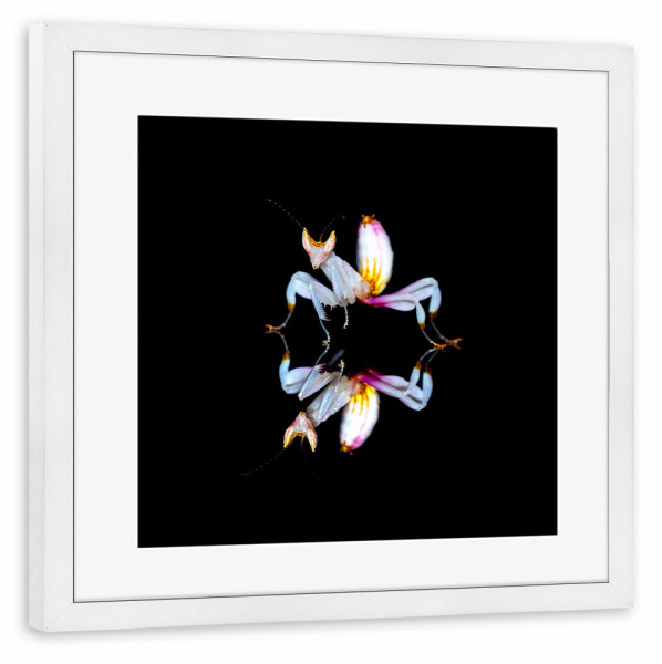 Poster mit Rahmen weiß "Fangschrecke spiegelt sich" artboxONE - Tiere