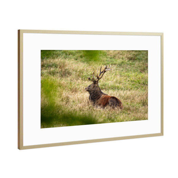 Poster mit Rahmen Gold "Der König ruht" artboxONE - Natur,Tiere - Hirsch,Brunft,Hirsche,Rothirsch,Rotwild,Wild,Wildtiere,Wald