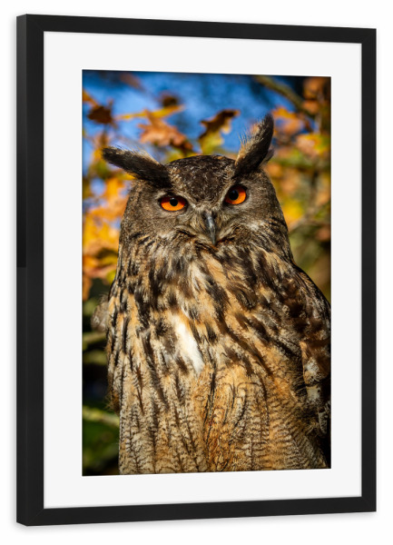 Poster mit Rahmen schwarz "Uhu im Wald" artboxONE - Tiere - Uhu,Eule,Vogel,Wildlife