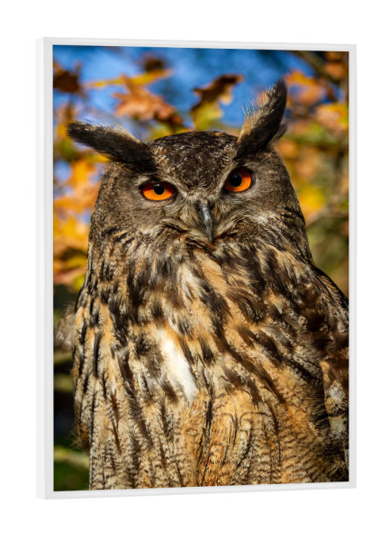 Poster mit weißem Rahmen "Uhu im Wald" artboxONE - Tiere - Uhu,Eule,Vogel,Wildlife