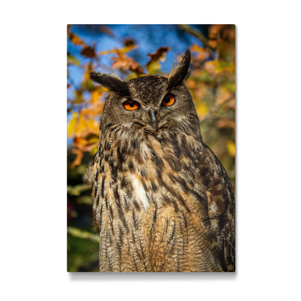 Galerie-Print "Uhu im Wald" 30x20 cm artboxONE