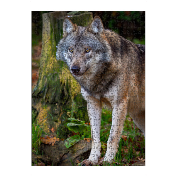 artboxONE Puzzle "Der Wolf im Wald" artboxONE - Natur,Tiere - Wolf,Wölfe,Canis lupus,Wildtier,Wildlife - Bild wolf