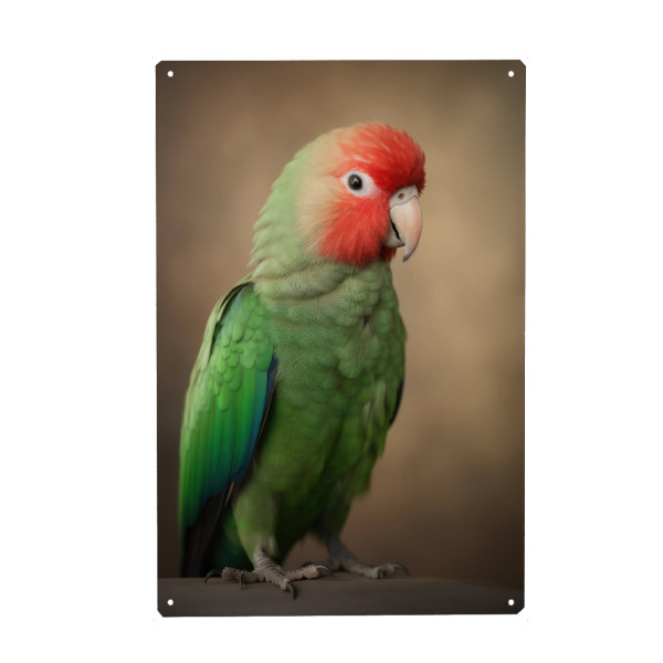 Metall Poster "Eclectus-Papagei" artboxONE - Tiere - Tier,Vogel,Hübsch,Eklektuspapagei,Glücklich,Papagei,Porträt,Lächelnd,Studio - Blechschild